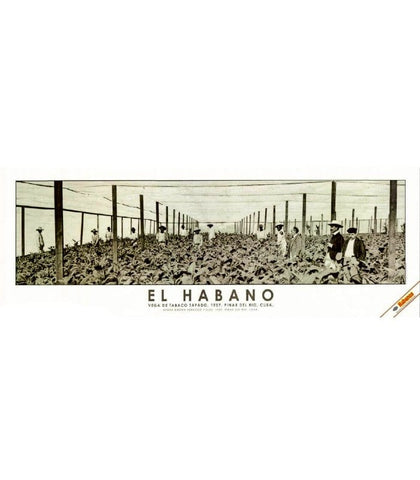 Habanos SA Poster, stampe e opere decorative Stampa "El Habano" #10