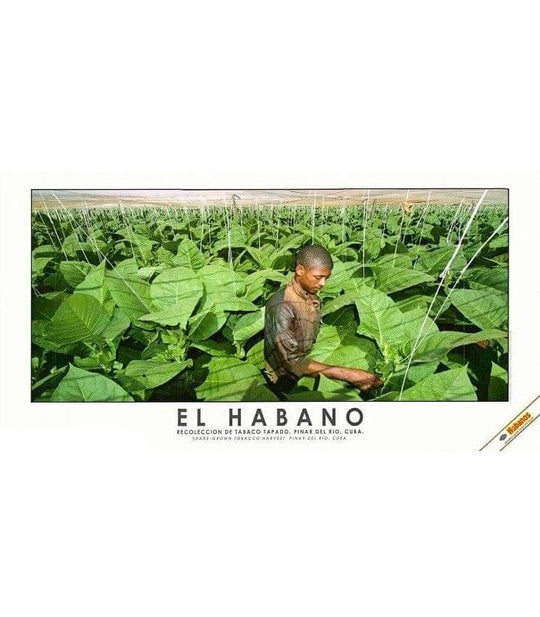 Stampa "El Habano" #4