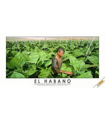 Habanos SA Poster, stampe e opere decorative Stampa "El Habano" #4